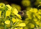 Biene in Wegrauke. Man sieht hier wie sie tief mit dem Rüssel in den Blütenkelch eindringt.